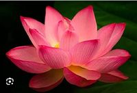 Powerful Meditators  community profile picture