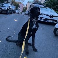 Köpek Annesi Olmak🌸🐶 community's profile image