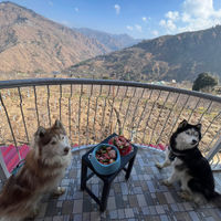 Pet Travel India community profile picture