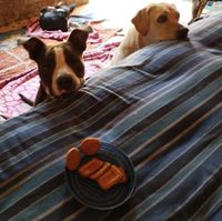 Animal Welfare trust community's profile image