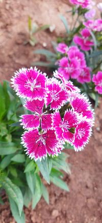 Beauty of Nature community's profile image