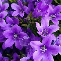 Poorvi Rehan community's profile image