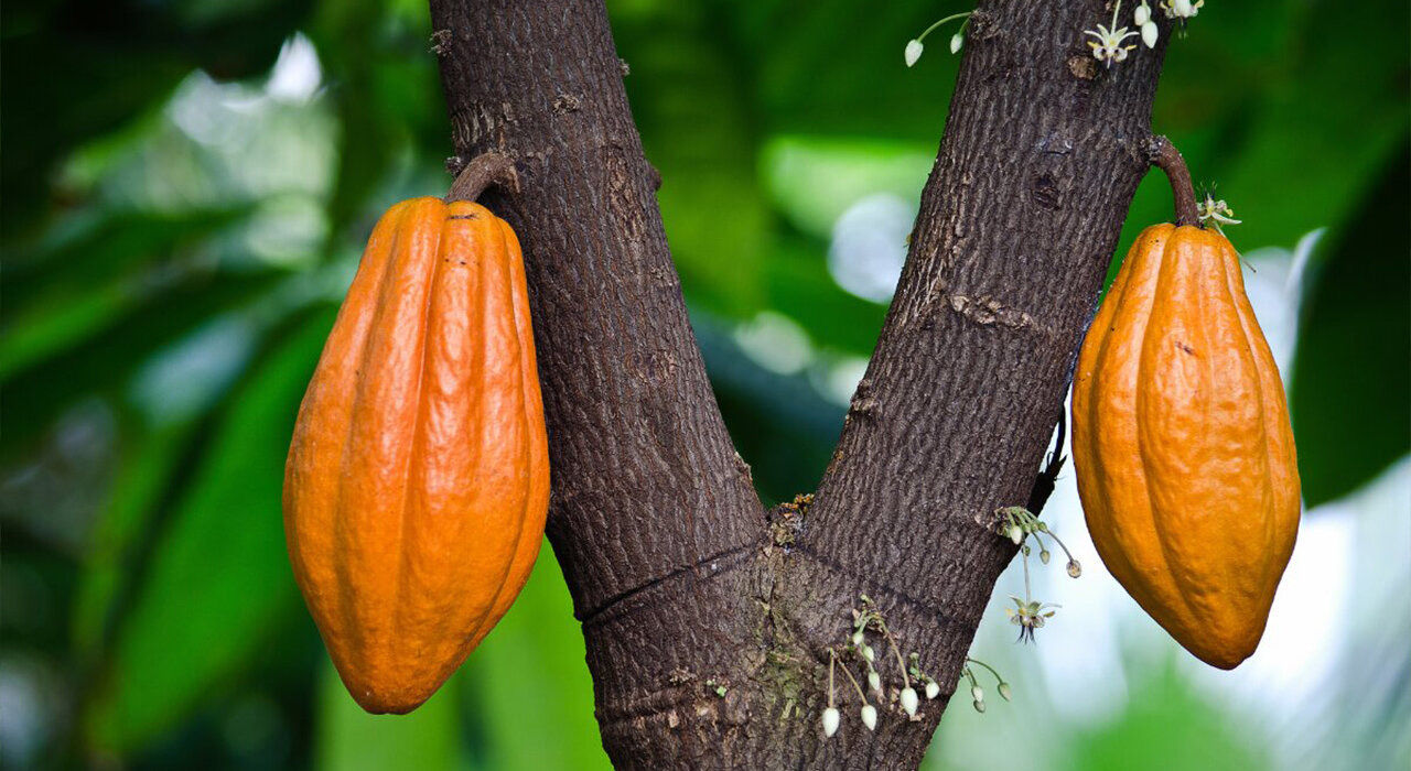 İklim değişikliğinin gerçekten yaşam kalitemize, nerde ne yiyeceğimize yol göstermesi çoook ilginç. Dünya ölçeğinde kakao fiyatları bir süredir kesintisiz olarak artıyor. Batı Afrika’da etkili olan virüs salgını ağaçları öldürdü. Gübre yetersizliği de eklenince üretim %35-40 düştü. Kakao fiyatları şimdiden %140 artmış durumda!