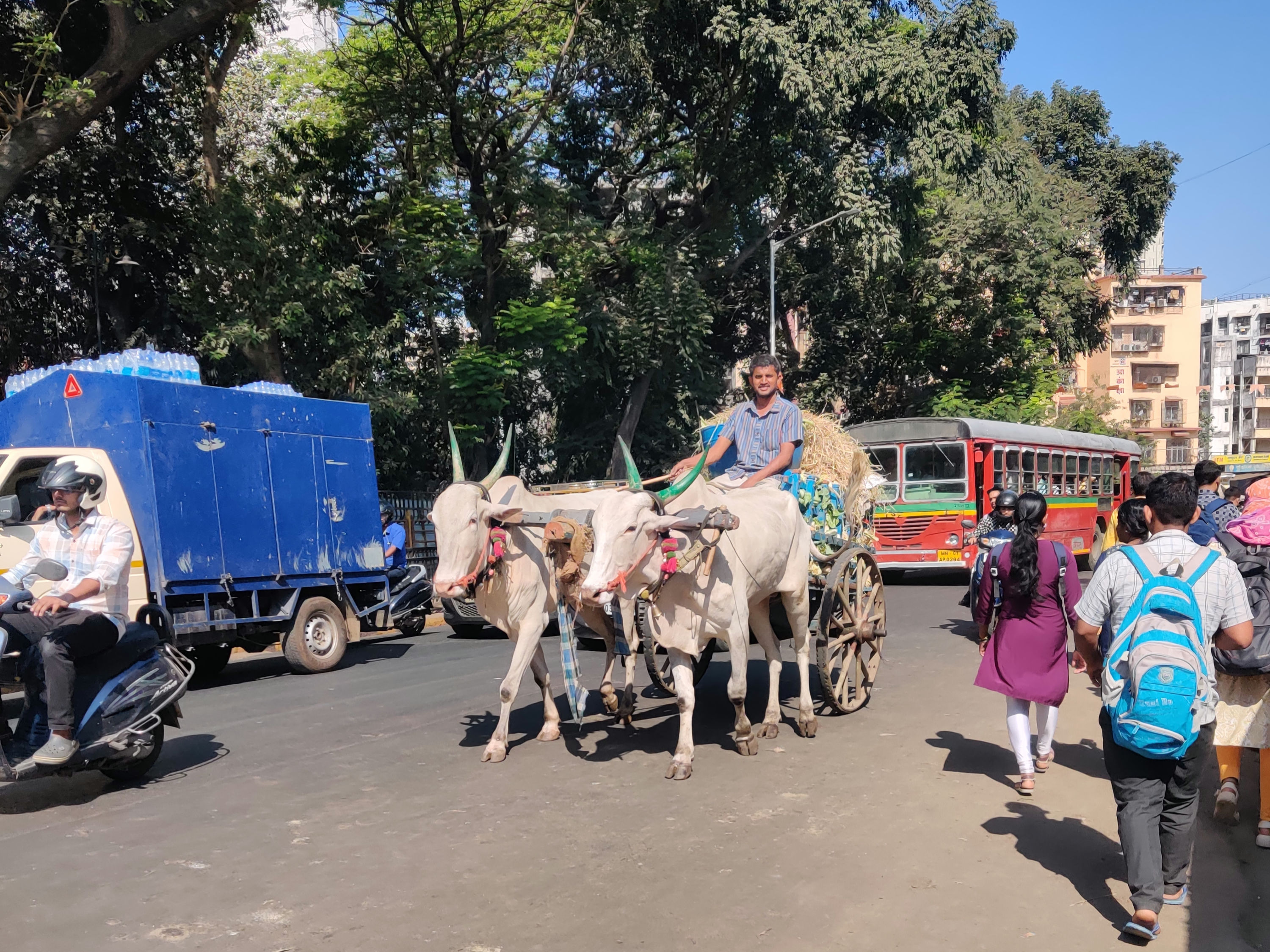 Saw this Bullock cart on Dadar streets. Are we planning for new transport options 🤭🤣

# # 