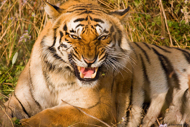 Supreme Court cracks down on tiger safaris 

The Supreme Court has banned safaris in critical areas of the Jim Corbett National Park in Uttarakhand. They will be only allowed in buffer or peripheral zones adjoining the reserve. The order comes after the Court discovered that the government had turned a blind eye to the cutting of over 6,000 trees to build a zoo (?!!) inside the park. The justices were outraged:

On the “huge devastation” caused by the illegal felling, the court said it was “amazed at the audacity” of former Uttarakhand Forest Minister and Congress leader Harak Singh Rawat and ex-Divisional Forest Officer Kishan Chand for giving the forest and wildlife conservation laws a complete go-by and throwing the public trust doctrine “into the dustbin.”

The Court also signalled that it may ban all safaris—even in the bordering zones. For now, it has allowed safaris in rescue and rehabilitation centres—for injured or orphaned tigers—in these areas. But bringing in injured tigers from zoos to include them in the safari is no longer permitted.

Read more of our Headlines That Matter here:  
https://splainerlite.substack.com/p/farewell-nikki-haley 

You can subscribe for a free one-month subscription of splainer worth Rs 299 with this link: https://splainer.in/referral/PAXNPEU 