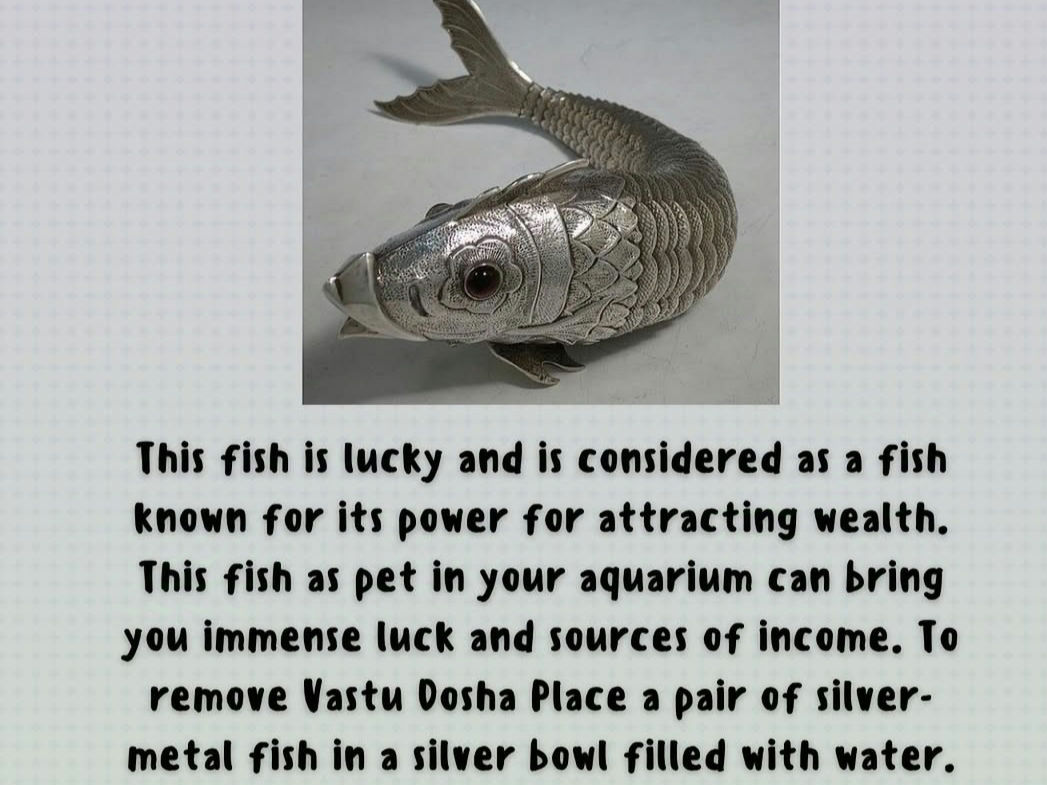 silver fish very auspicious to put in home.know about more do connect with me in my community leena's intitutive reading.Do like, share and comment in my post.