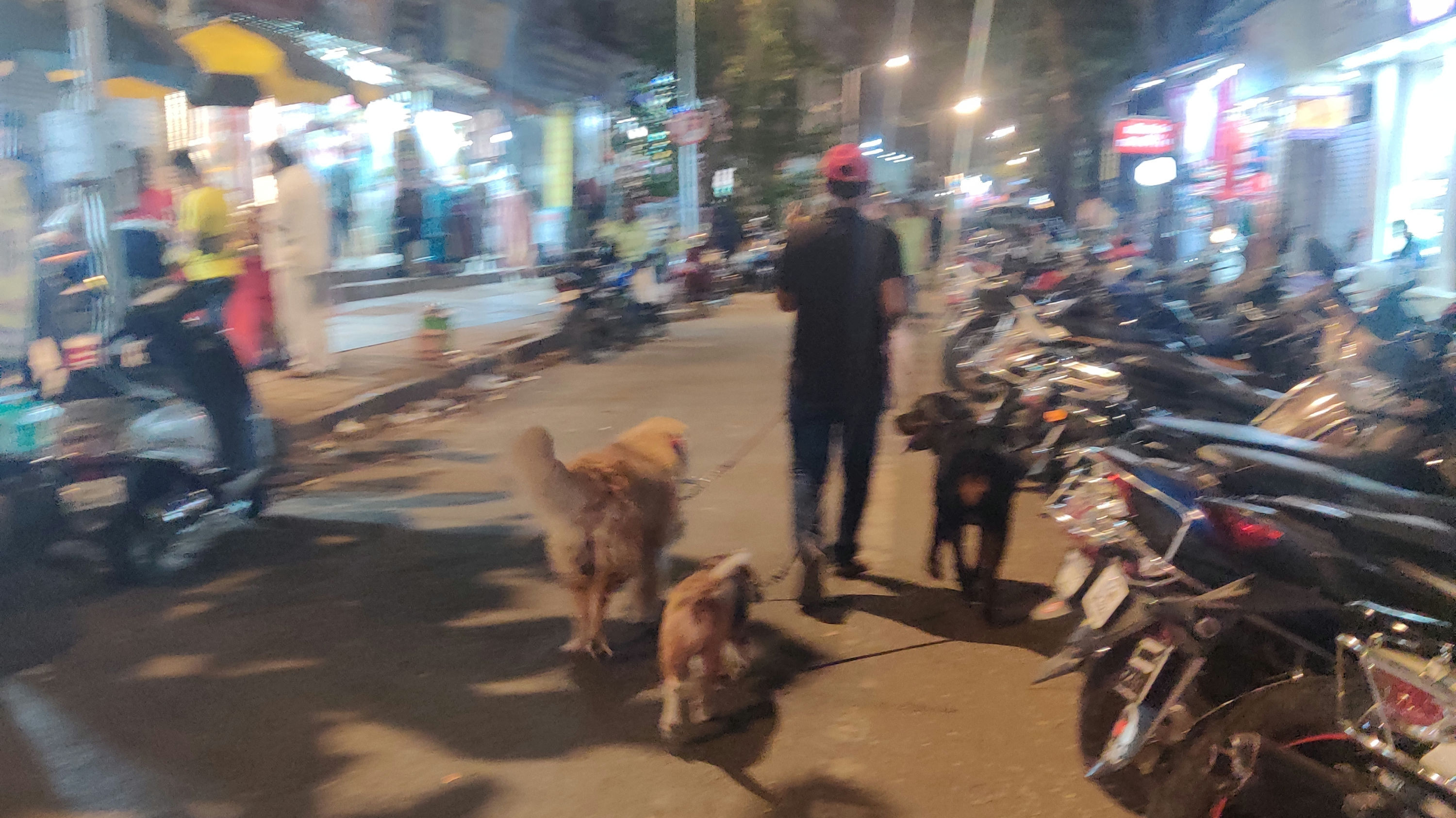 Do you know, Dog feeder is a type of freelancing work in Mumbai? By doing this, people earn decent amount of money. 

Can you guess, how much they get paid monthly for this ?
