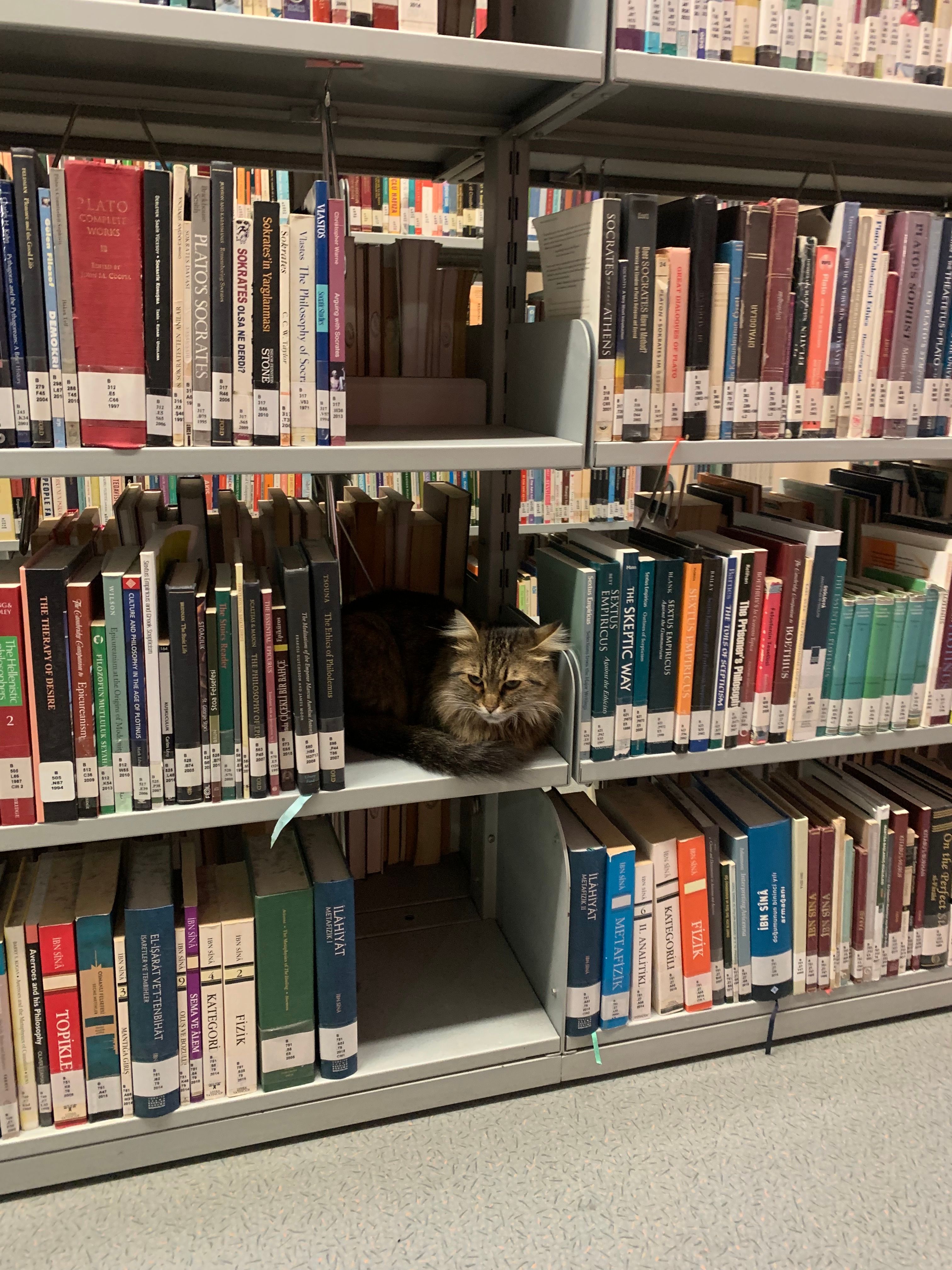 Final dönemi kütüphane ağzına kadar dolu, hava da soğuk.. bu tatlı kedi de kendine güzel bir yer edinmiş 🥹